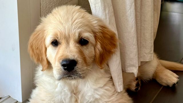 Nala als kleiner Welpe neben einem Vorhang in der Wohnung