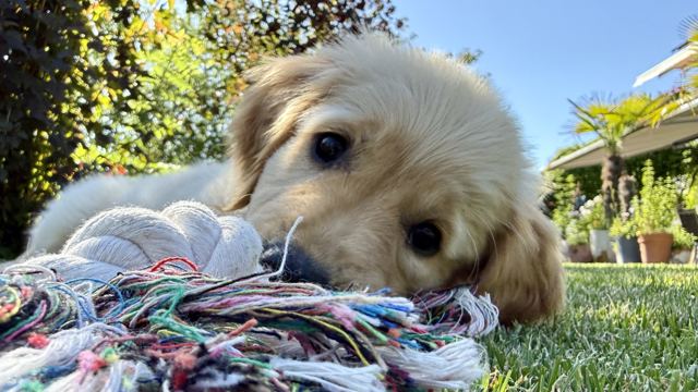 Nala liegt im Gras und schaut über ihr buntes Spielseil