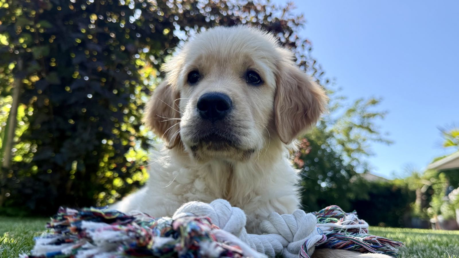 Nala als Welpe auf dem Rasen, vor ihr ein buntes Spielseil