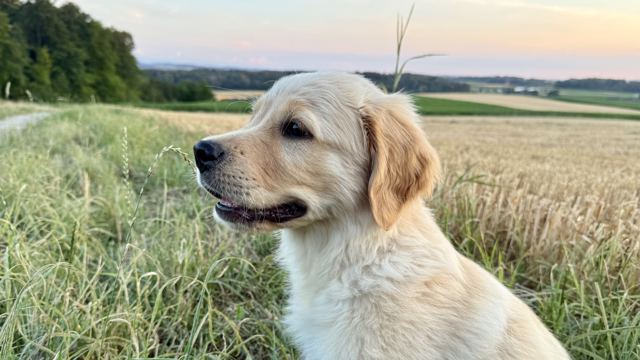 Nala sitzt im hohen Gras vor einem Kornfeld in der Abendsonne