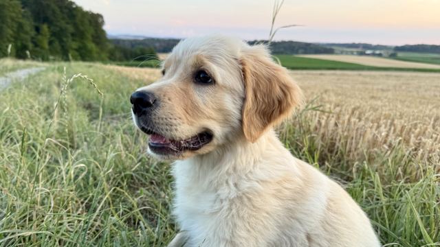 Nala im Gras am Feldrand, Blick zur Seite
