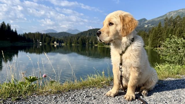 Nala sitzt am Ufer eines Bergsees, im Hintergrund Wald und Berge