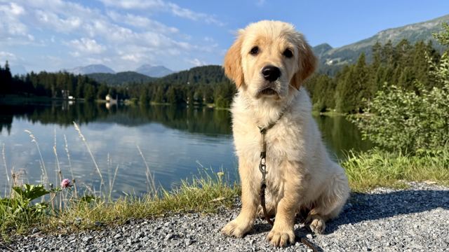 Nala sitzt am Bergsee und schaut in die Kamera