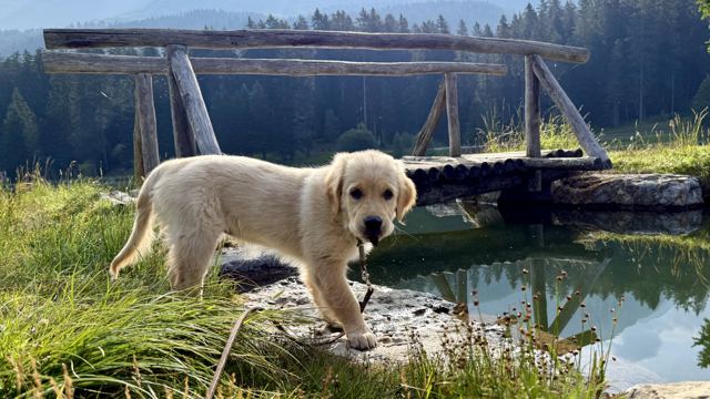 Nala vor einer Holzbrücke am Wasser