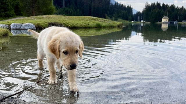Nala steht im seichten Wasser eines Sees