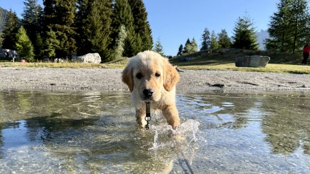 Nala läuft durchs seichte Wasser