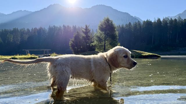 Nala steht nass im seichten Wasser vor Bergen und Wald