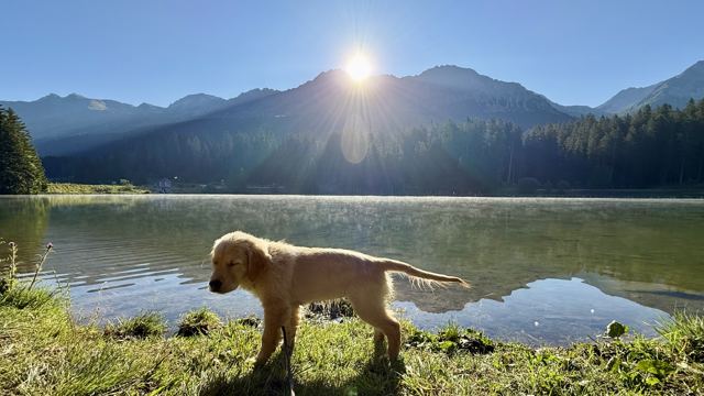 Nala am Seeufer im Gegenlicht der Morgensonne