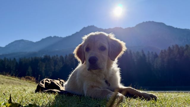 Nala liegt im Gras vor Bergen in der Sonne