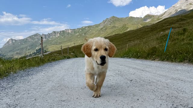 Nala läuft auf einem Kiesweg in den Bergen auf die Kamera zu
