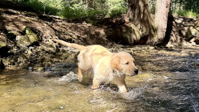 Nala im Bachlauf im Wald