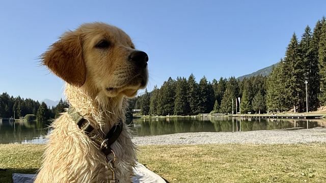 Nala mit nassem Fell, im Hintergrund ein See und Tannen