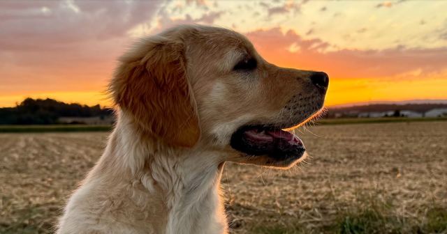 Nala im Profil vor orangem Abendhimmel