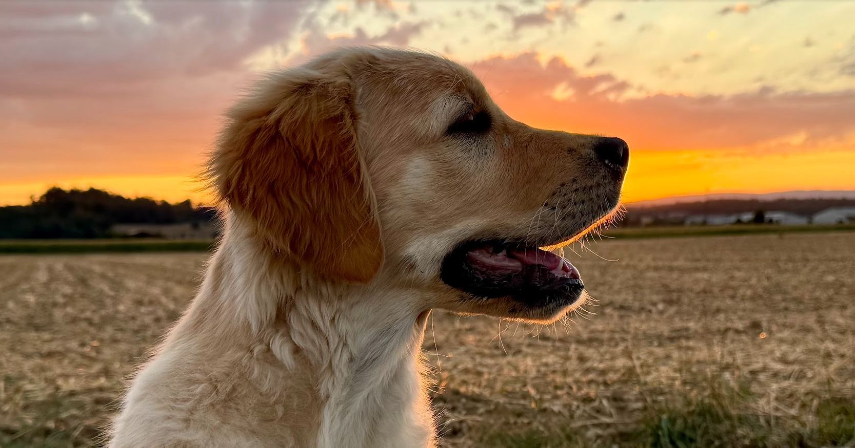Nala im Profil vor einem orange leuchtenden Abendhimmel über einem Stoppelfeld
